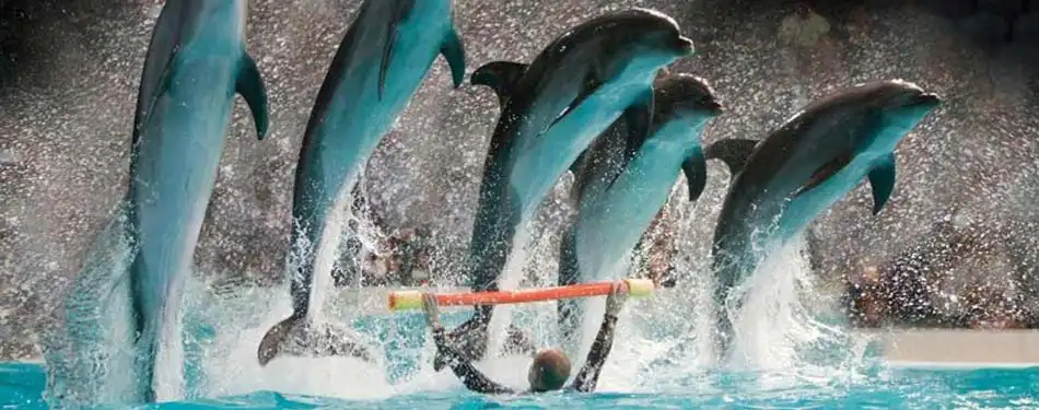 dubai dolphinarium