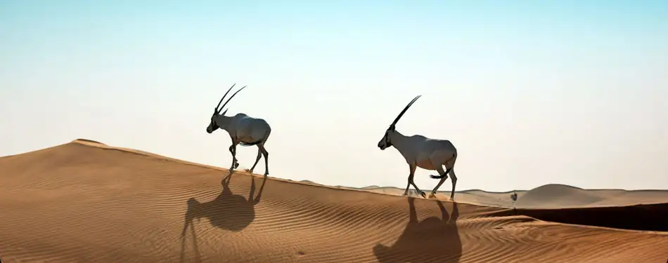 What Makes a Desert Safari Eco-Friendly?