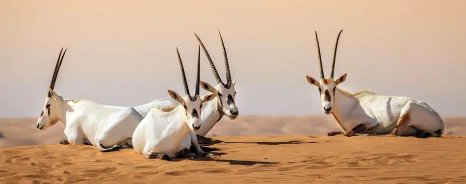 What Makes a Desert Safari Eco-Friendly?
