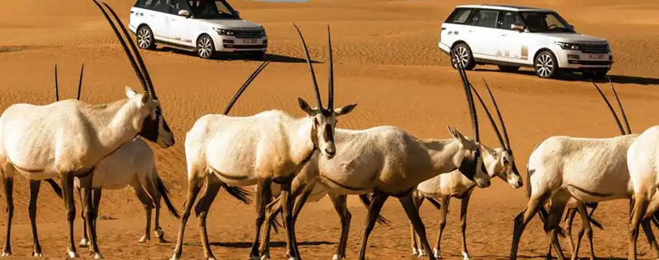 desert wildlife dubai
