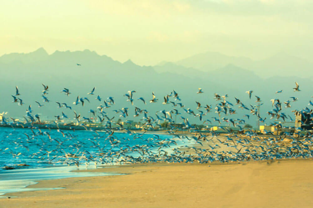musandam dibba tour from dubai